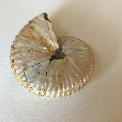 Discoscaphites conradi ammonite 