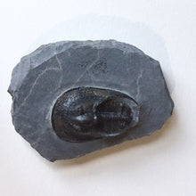 Trilobite fossil Harpes