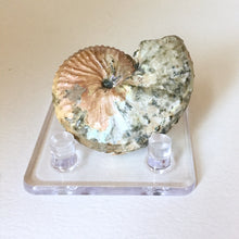 Discoscaphites conradi Ammonite 