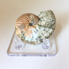 Discoscaphites conradi Ammonite