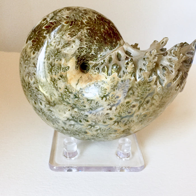 Phylloceras inflatum ammonite