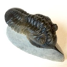 Trilobite fossil Morocanites