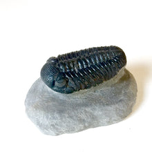 Trilobite fossil Boekops skelki on matrix