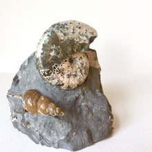 Discoscaphites conradi ammonite With Gastropod