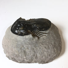 Trilobite fossil Platyscutellum