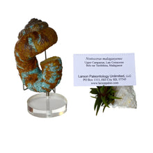 Nostoceras Malagasyense with Turquoise Inlay - LPFossils