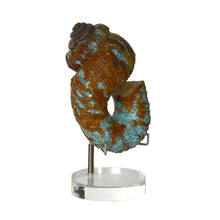 Nostoceras Malagasyense with Turquoise Inlay - LPFossils
