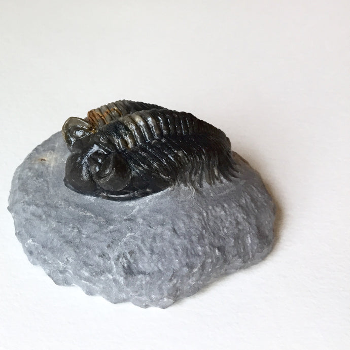 Trilobite Coltraneia oufatensis