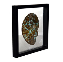 Placenticeras Meeki with Turquoise Inlay - LPFossils