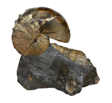 Hoploscaphites brevis - LPFossils