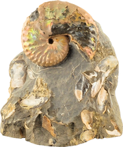 Discoscaphites conradi