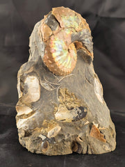 Discoscaphites conradi 