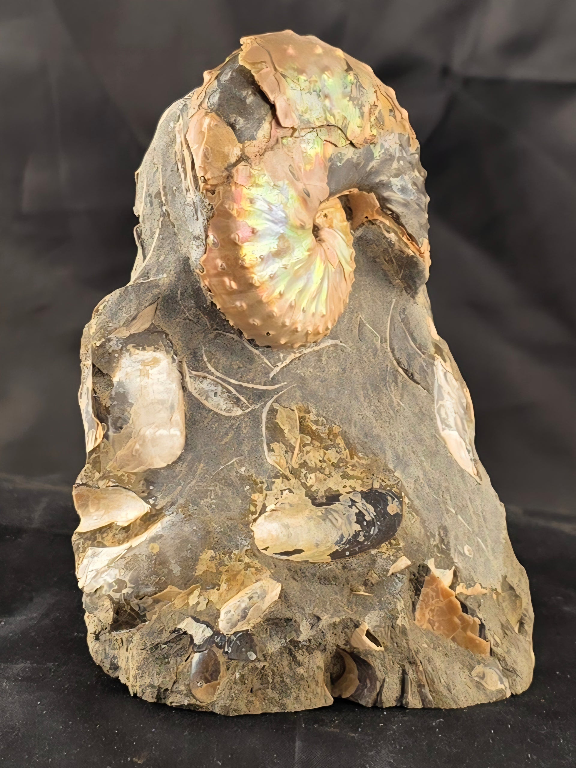 Discoscaphites conradi 