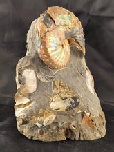 Discoscaphites conradi 