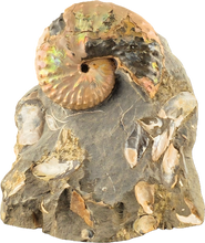 Discoscaphites conradi