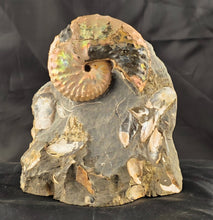 Discoscaphites conradi