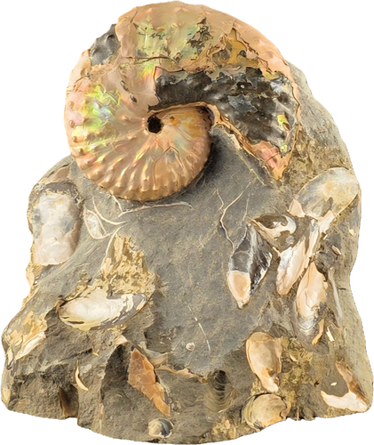 Discoscaphites conradi