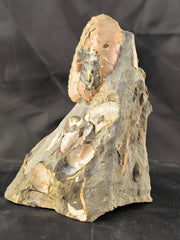 Discoscaphites conradi 