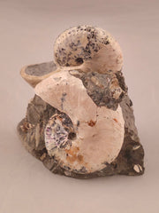 Discoscaphites conradi