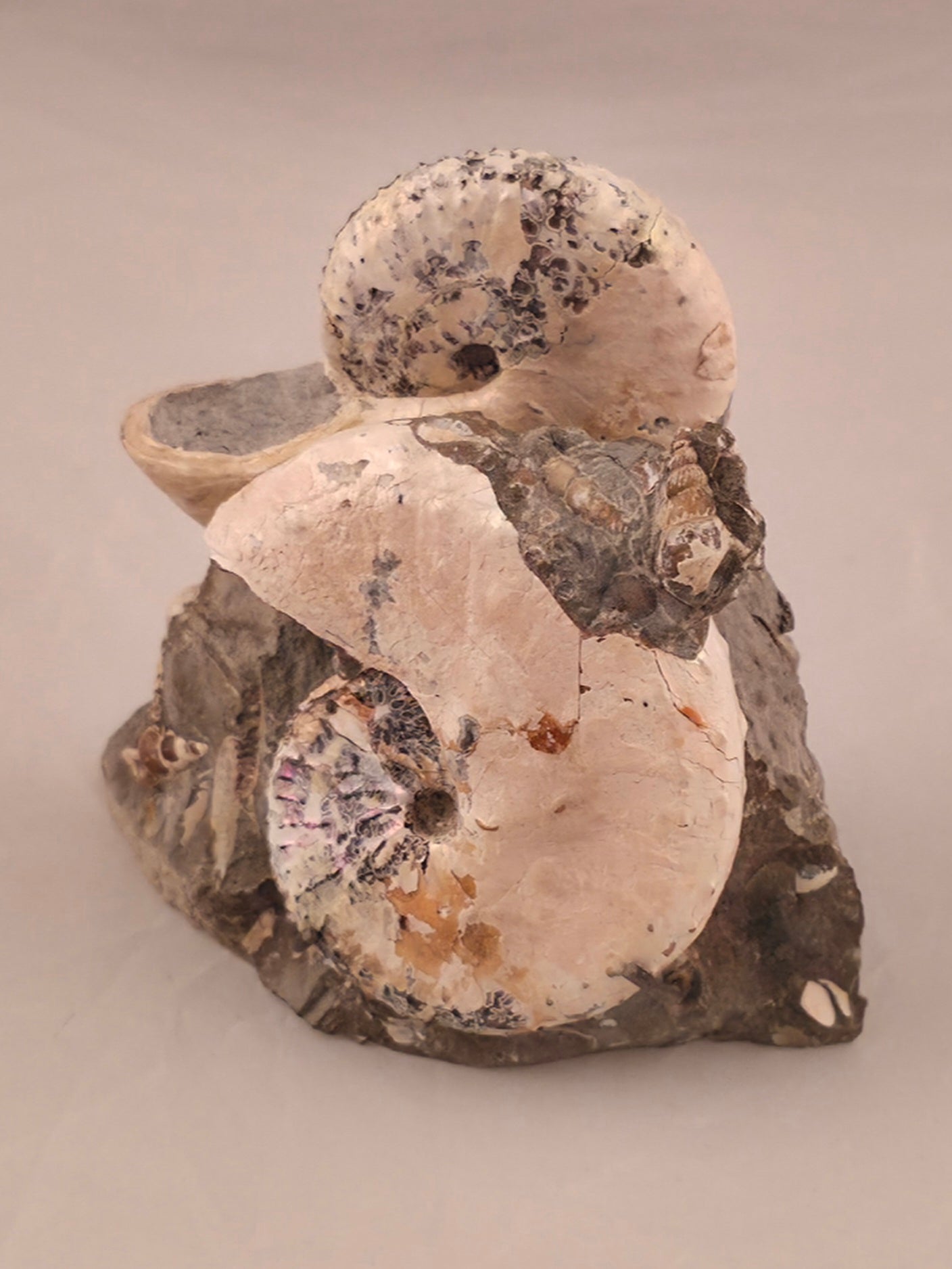 Discoscaphites conradi