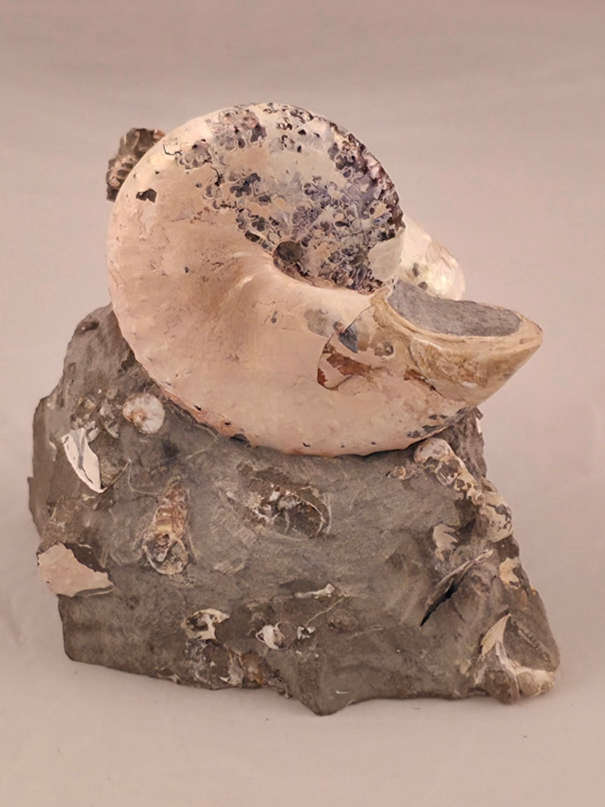 Discoscaphites conradi 