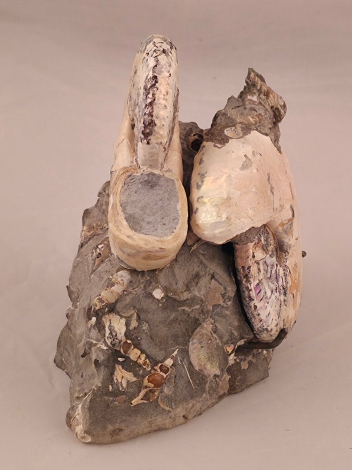 Discoscaphites conradi 