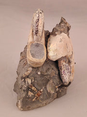 Discoscaphites conradi 