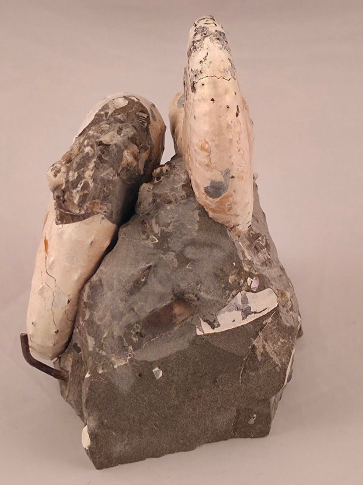 Discoscaphites conradi 