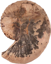 Discoscaphites conradi 