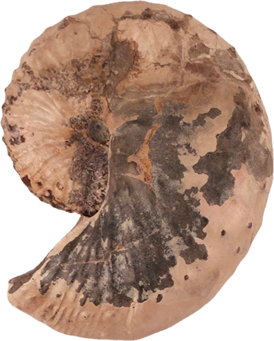 Discoscaphites conradi 