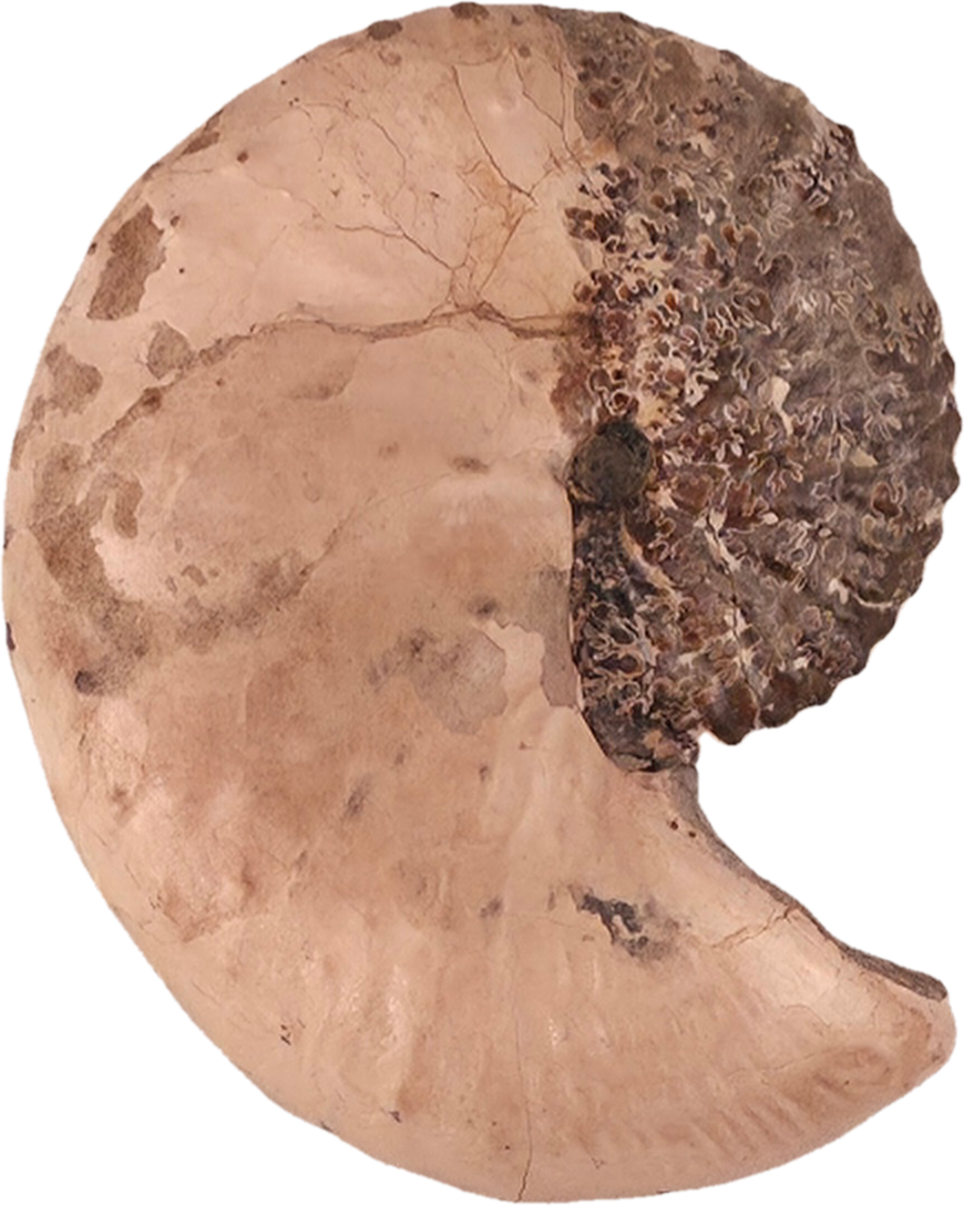 Discoscaphites conradi 