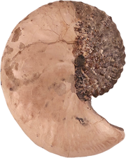 Discoscaphites conradi 