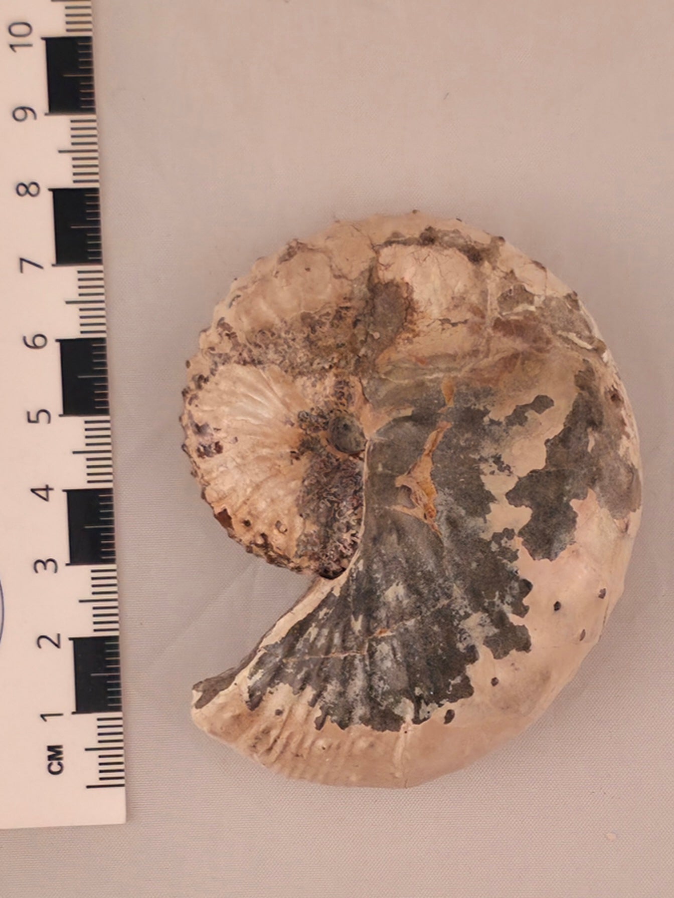 Discoscaphites conradi 