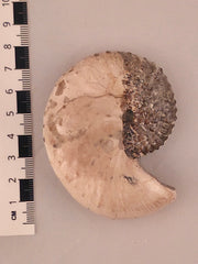 Discoscaphites conradi 