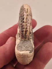 Discoscaphites conradi 