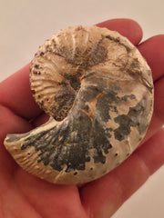 Discoscaphites conradi 