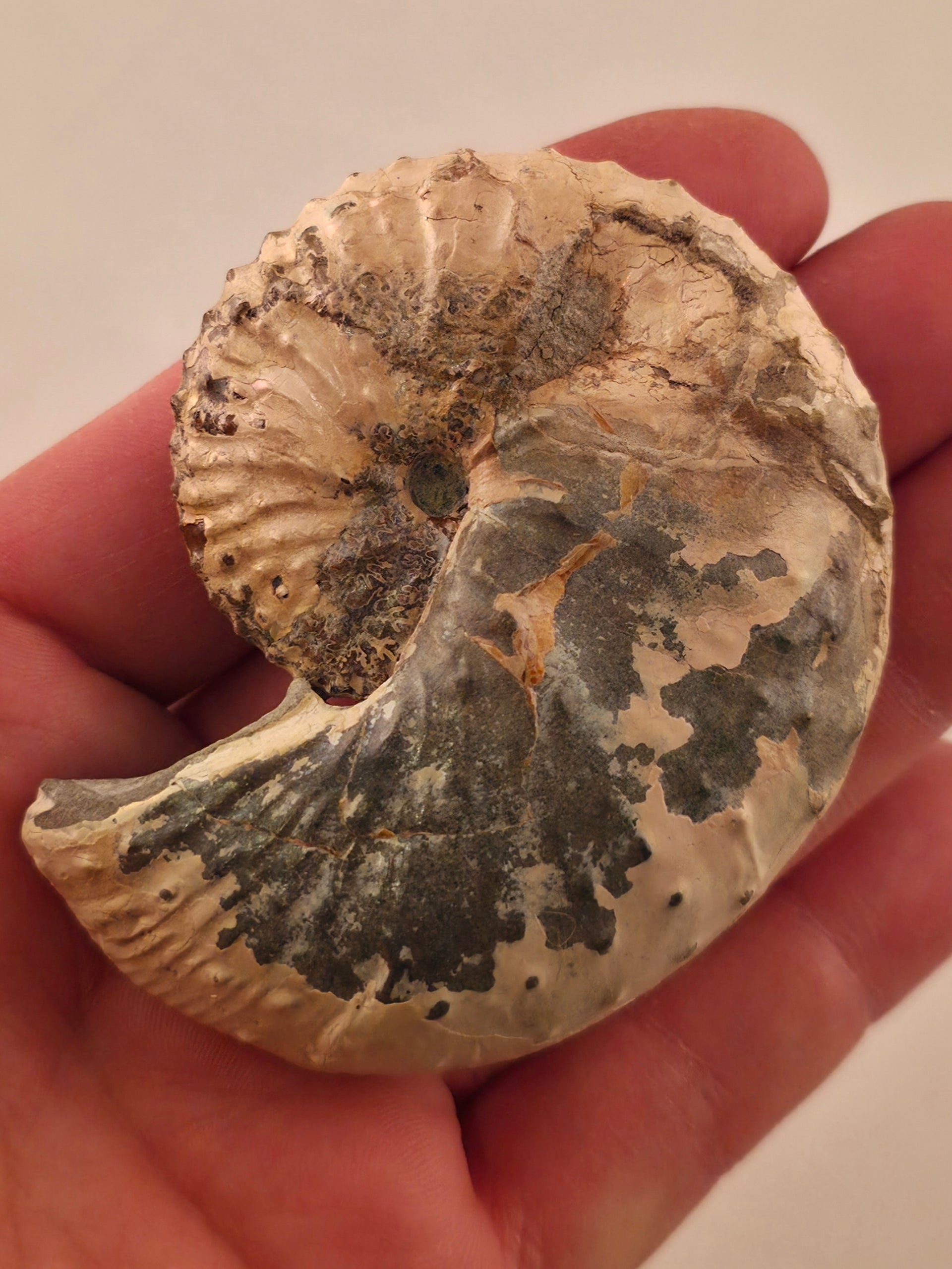 Discoscaphites conradi 