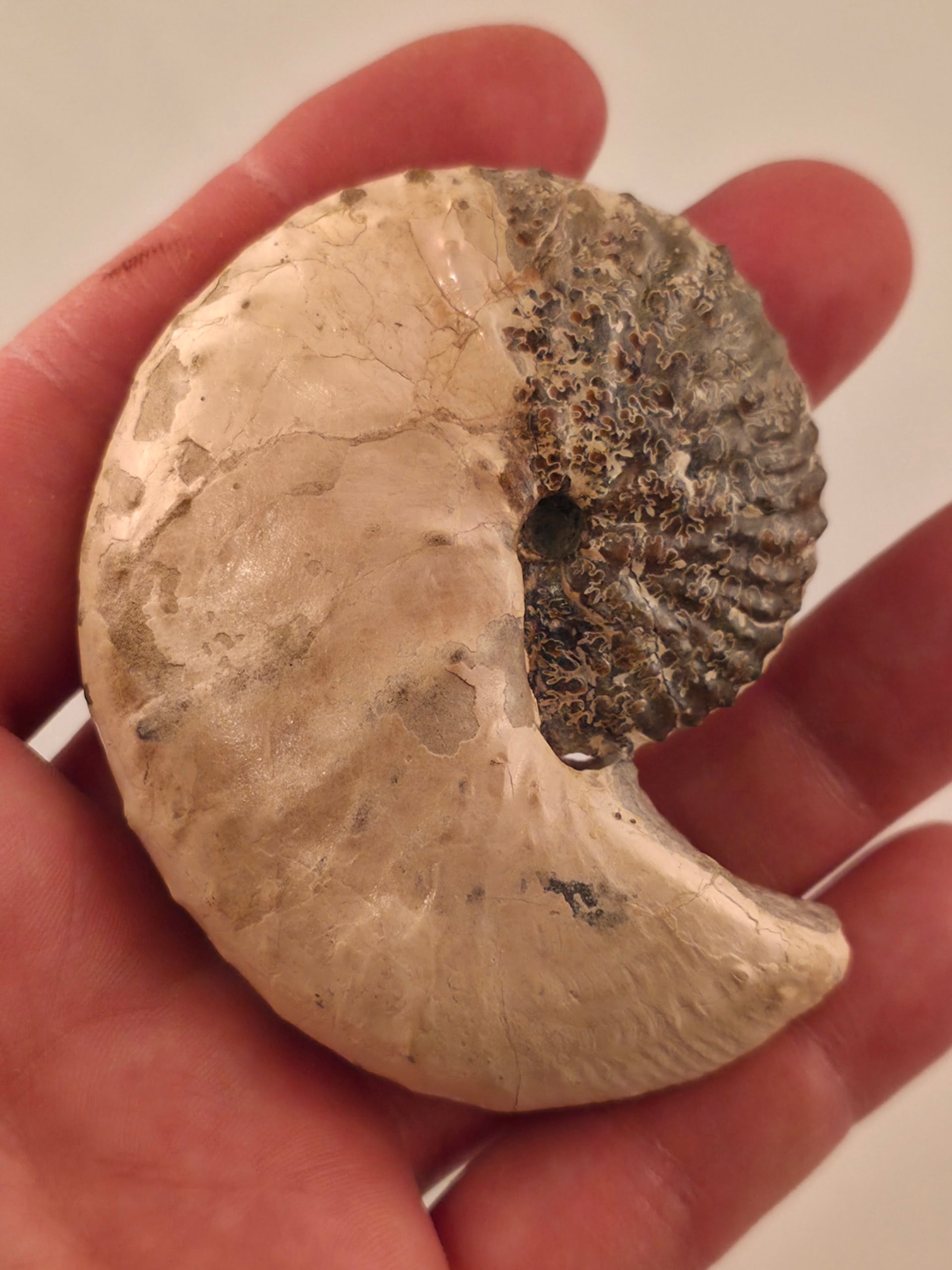 Discoscaphites conradi 