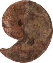 Hoploscaphites nicolletii 