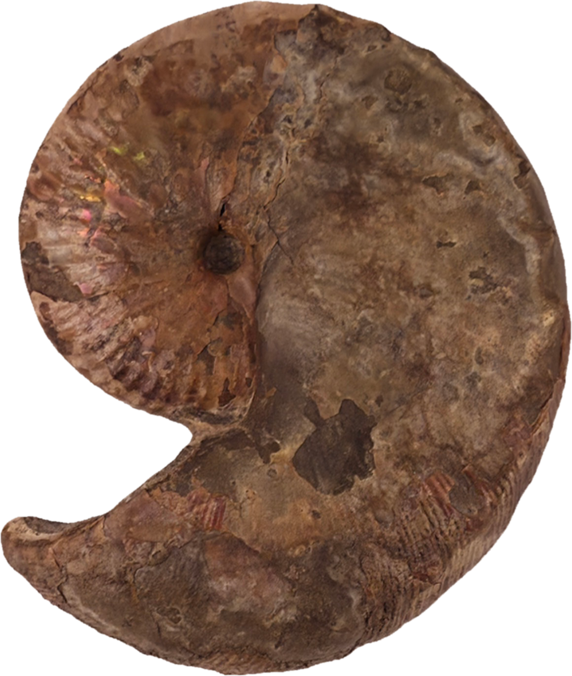 Hoploscaphites nicolletii 