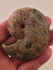 Hoploscaphites nicolletii 