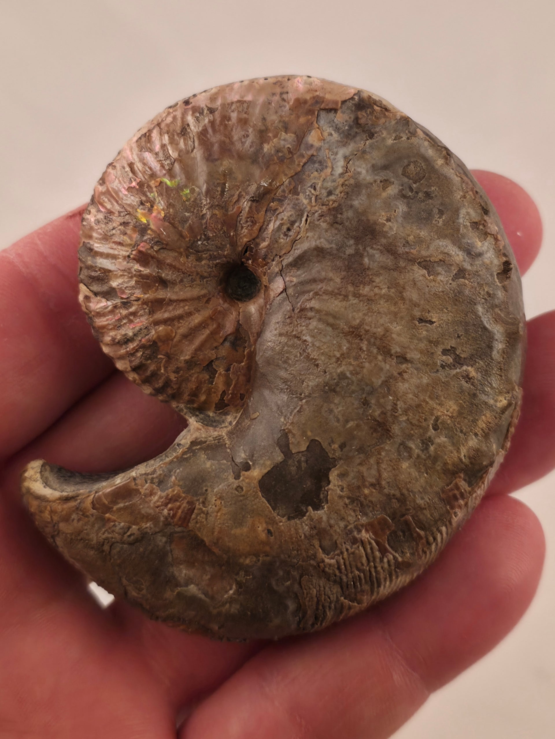 Hoploscaphites nicolletii 