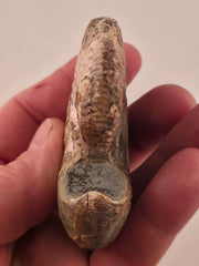 Hoploscaphites nicolletii 