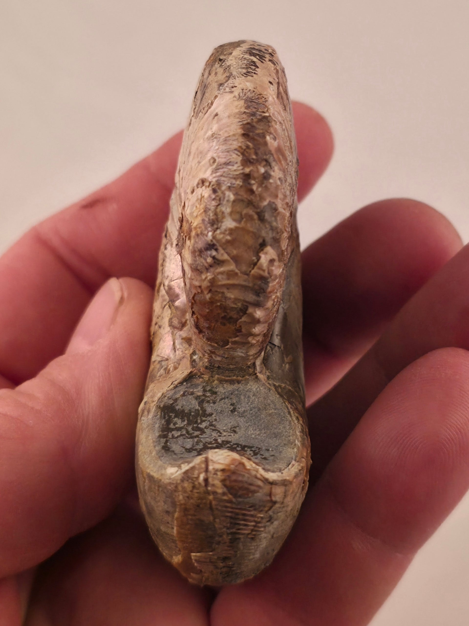 Hoploscaphites nicolletii 