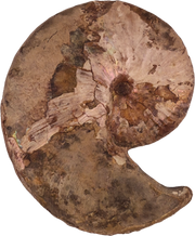 Hoploscaphites nicolletii 