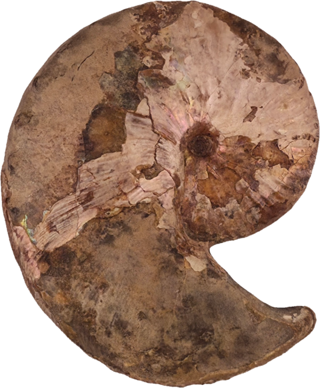 Hoploscaphites nicolletii 