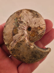 Hoploscaphites nicolletii 