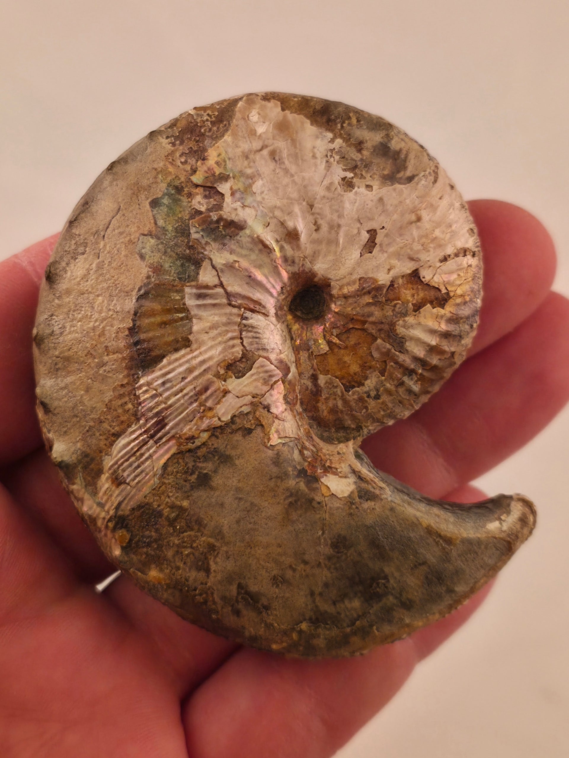 Hoploscaphites nicolletii 