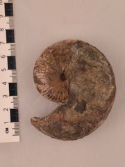 Hoploscaphites nicolletii 