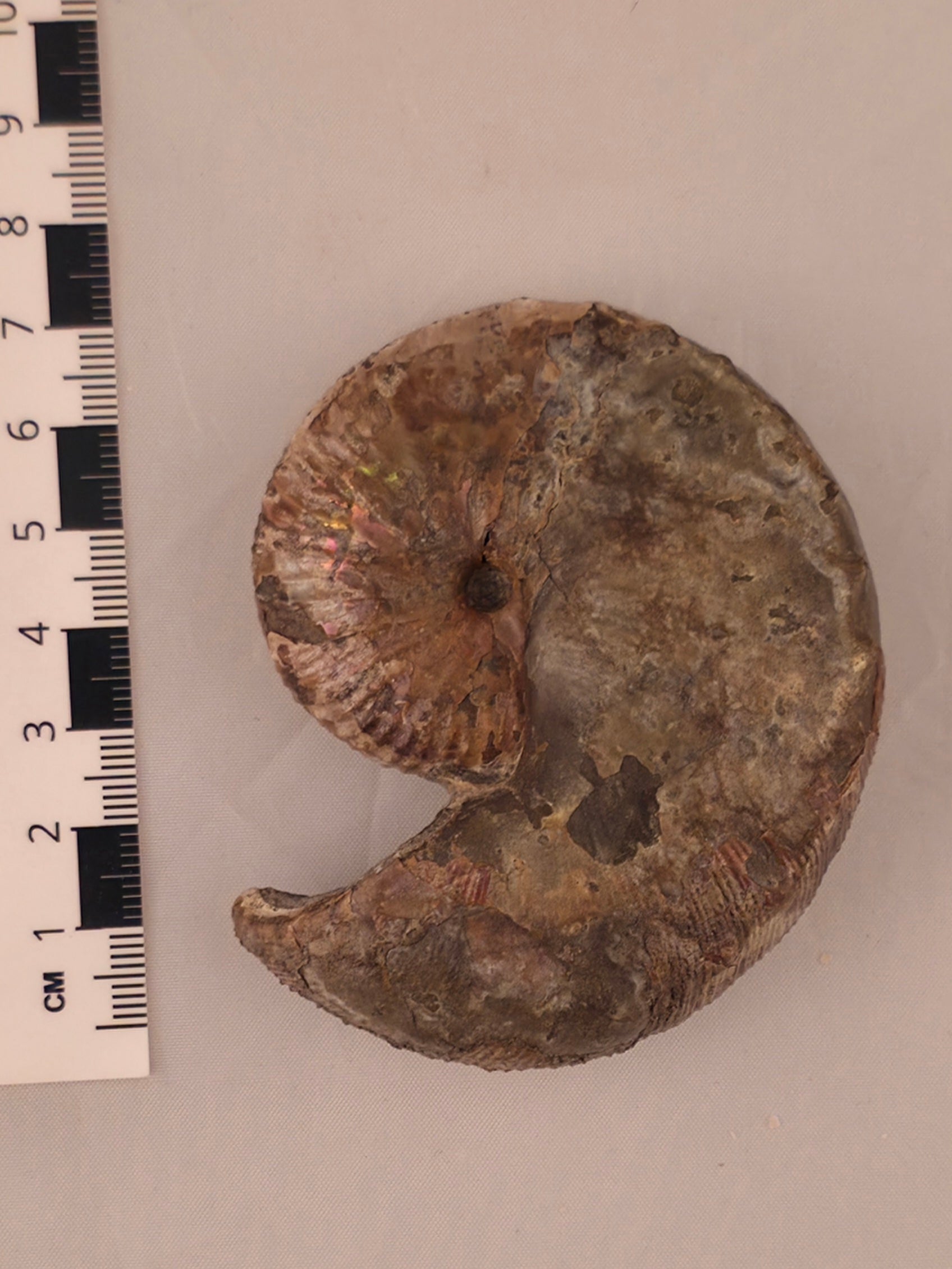 Hoploscaphites nicolletii 